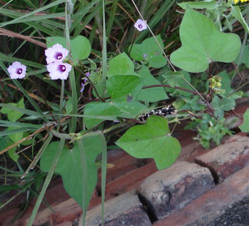Ipomoea triloba